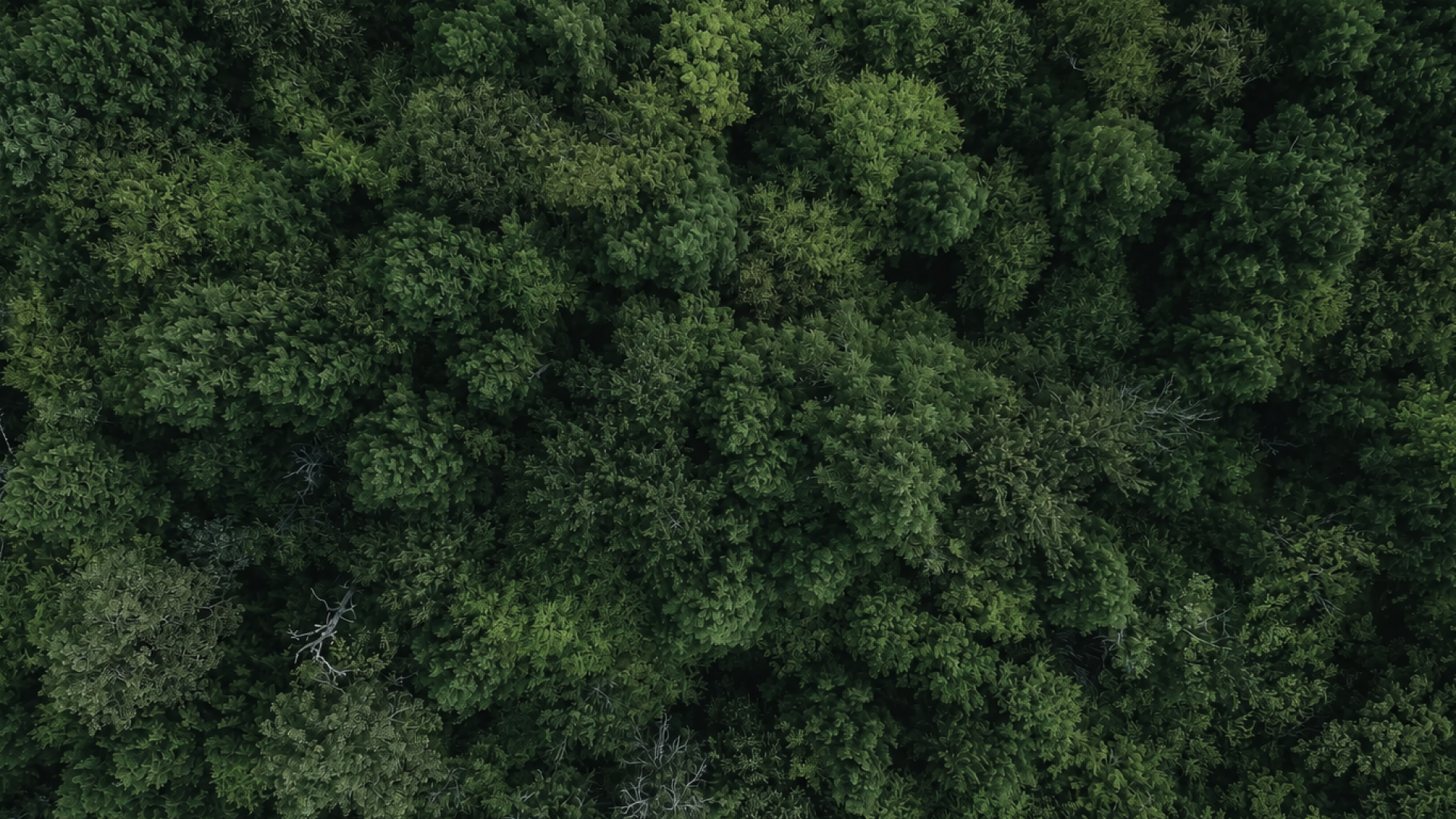 Grow with Forest Partners - 포레스트파트너스그룹